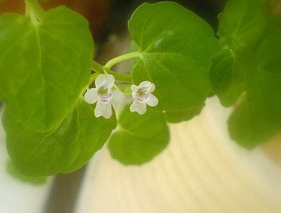 ����ǰ���������� ������